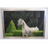 Unsigned acrylic, Horse in woodland, 59 x 89cms