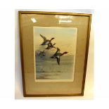 ARCHIBALD THORBURN SIGNED IN PENCIL TO MARGIN, artists coloured proof, Teal in flight 40 x 30cm