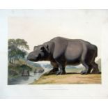 SAMUEL DANIELL (1775-1811, BRITISH) "The Hippopotamus", "The Quahkah", "The Koodoo", "The Clip