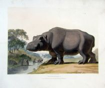 SAMUEL DANIELL (1775-1811, BRITISH) "The Hippopotamus", "The Quahkah", "The Koodoo", "The Clip