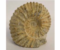 Large fossil of an ammonite