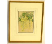 M Walters-Anson, signed watercolour, Golden Laburnum, 18 x 13cms