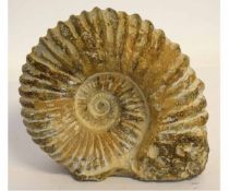 Large fossil of an ammonite