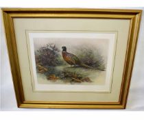 After Charles Whymper, hand coloured 20th century engraving, A Pheasant, 34 x 49cms