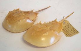 Pair of dried North Atlantic horseshoe crab shells each approx. 20cms long