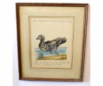 Set of three antique hand coloured engravings, Bird studies, 35 x 28cms (3)