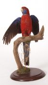 Uncased taxidermy Crimson Rosella Parakeet on naturalistic base 41cms high including base