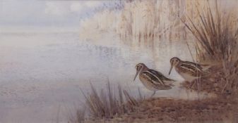 FRANK SOUTHGATE, RBA (1872-1916) "A pair of Jack Snipe" watercolour, signed lower right 27 x 52cms