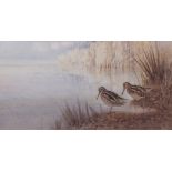 FRANK SOUTHGATE, RBA (1872-1916) "A pair of Jack Snipe" watercolour, signed lower right 27 x 52cms