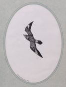 AR RICHARD MILLINGTON (20TH CENTURY) "Long Tailed Skua" pen and ink drawing, signed and dated 1994