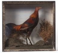 Taxidermy cased Fighting Cock in naturalistic setting 40 x 43cms