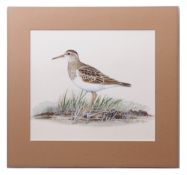 AR PETER HAYMAN (born 1930) "Pectoral Sandpiper" watercolour, signed lower right 24 x 27cms, mounted