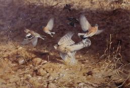 AR ROGER MCPHAIL (born 1953) "Sparrowhawk and Chaffinches" watercolour, signed lower left 36 x 52cms