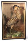 Taxidermy cased Bittern in naturalistic setting 75 x 46cms