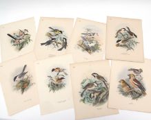 Packet containing 20+ various coloured litho bird prints/plates after John Gerrard Keulemans, mainly