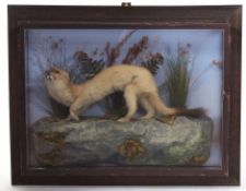 Taxidermy cased Stoat in naturalistic setting 36 x 46cms