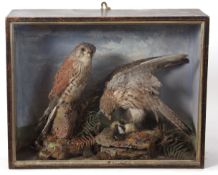 Taxidermy cased pair of Kestrels in naturalistic setting 41 x 52cms (pre-1947) (a/f)