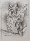 AFTER POLLYANNA PICKERING Long eared owl black and white print 34 x 24cms