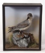 Taxidermy cased seabird in naturalistic setting 36 x 30cms