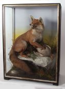 Taxidermy cased Fox in naturalistic setting by J Hutchings of Aberystwyth 90 x 65cms