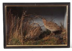 Taxidermy cased pair of Quail in naturalistic setting 29 x 42cms