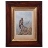 ARCHIBALD THORBURN (1860-1935) Golden Eagle coloured print, with letter from publishers A Baird