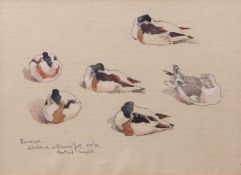 AR ERIC ARNOLD ROBERTS ENNION (1900-1981) "Shelducks and Herring Gull" pencil and watercolour,