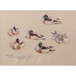 AR ERIC ARNOLD ROBERTS ENNION (1900-1981) "Shelducks and Herring Gull" pencil and watercolour,