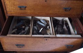 Circa 1900 6-drawer chest, containing a large collection of various birds, some mounted and many