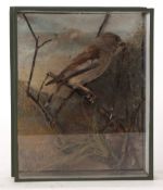Taxidermy cased Hawfinch in naturalistic setting 26 x 20cms