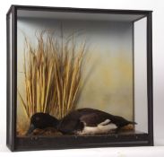 Taxidermy cased Goldeneye in naturalistic setting 44 x 46cms