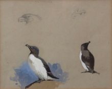 ARCHIBALD THORBURN (1860-1935) "Razorbill studies" watercolour 17 x 20cms Provenance: The Moorland