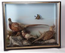 Large taxidermy cased pair of Pheasant, Pigeon and Goldfinch in naturalistic setting 78 x 98cms