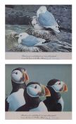AR AFTER ROBERT GILLMOR Gulls and Puffins pair of coloured prints, signed by Charles H Wilson (