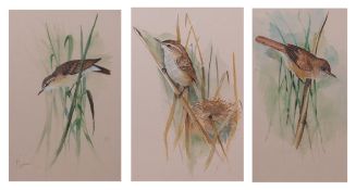 ENGLISH SCHOOL (20TH CENTURY) Various bird studies group of five watercolours, indistinctly signed