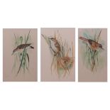 ENGLISH SCHOOL (20TH CENTURY) Various bird studies group of five watercolours, indistinctly signed