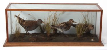 Taxidermy cased pair of Snipe and Moorhen in naturalistic setting 25 x 62cms