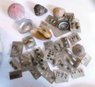 Plastic box containing large collection of assorted shells many 19th century