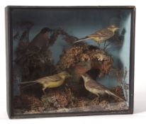 Taxidermy cased pair of Yellow Wagtail, Bullfinch and Whitethroat in naturalistic setting 31 x 36cms