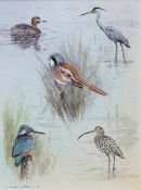 COLIN W BURNS (born 1944) "Little Grebe, Heron, Bearded Tit, Kingfisher and Curlew"