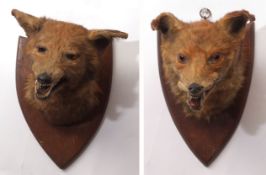 Taxidermy wall hanging fox head by George Bazeley of Northampton together with one further