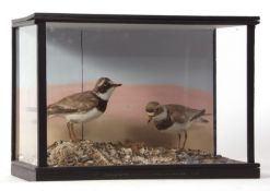 Taxidermy cased pair of Ringed Plover in naturalistic setting by William Farren of Cambridge case