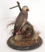 Uncased taxidermy African Grey Parrot on naturalistic base 39cms high