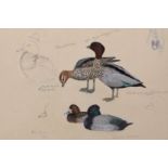AR PHILIP RICKMAN (1891-1982) Lesser Scaup and Maned Goose watercolour, signed and dated 1932 22 x