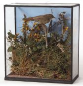 Taxidermy cased Warbler in naturalistic setting by Geoffrey Campbell Black 28 x 26cms