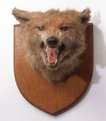 Taxidermy wall hanging fox head by Army and Navy