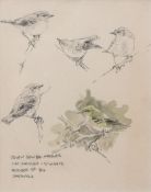 AR DAN POWELL (CONTEMPORARY) "Yellow Browed Warbler" pencil and watercolour, signed, dated October