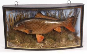 Taxidermy bow fronted cased common carp in naturalistic setting, possibly by Cooper, with label, "