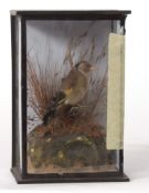 Taxidermy cased Goldfinch in naturalistic setting 23 x 15cms