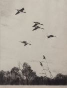 AR SIR PETER MARKHAM SCOTT, CH, CBE, FRS, FZS (1909-1989) "Pintails flying fast" black and white